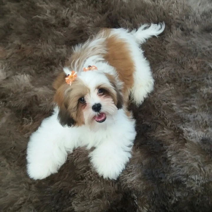 Lhasa Apso - foto 4