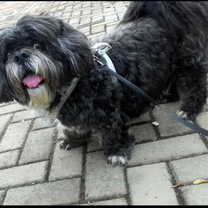 Lhasa Apso - foto 5