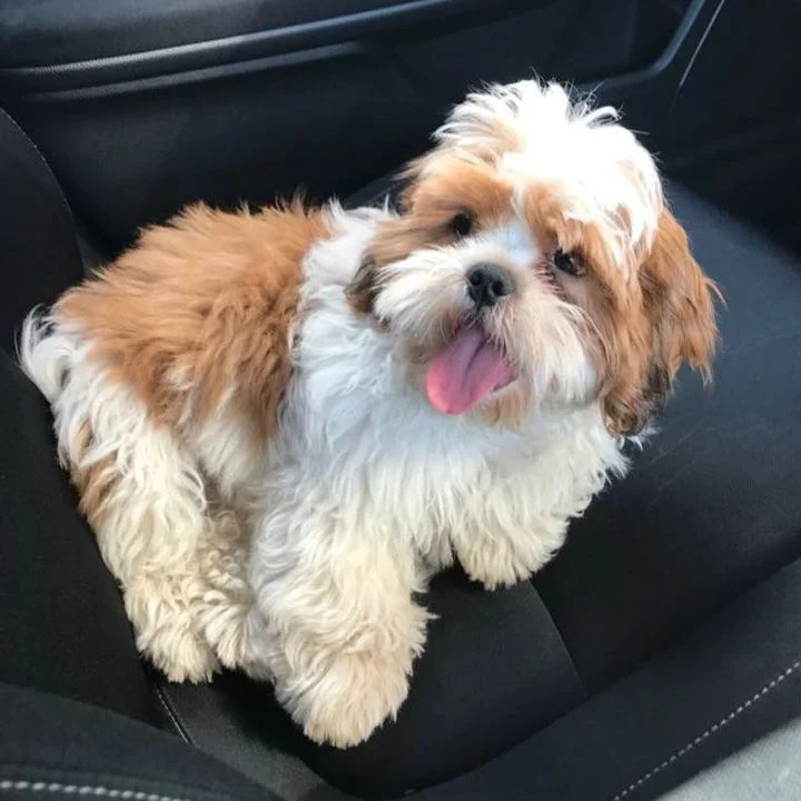 Lhasa Apso - foto 6