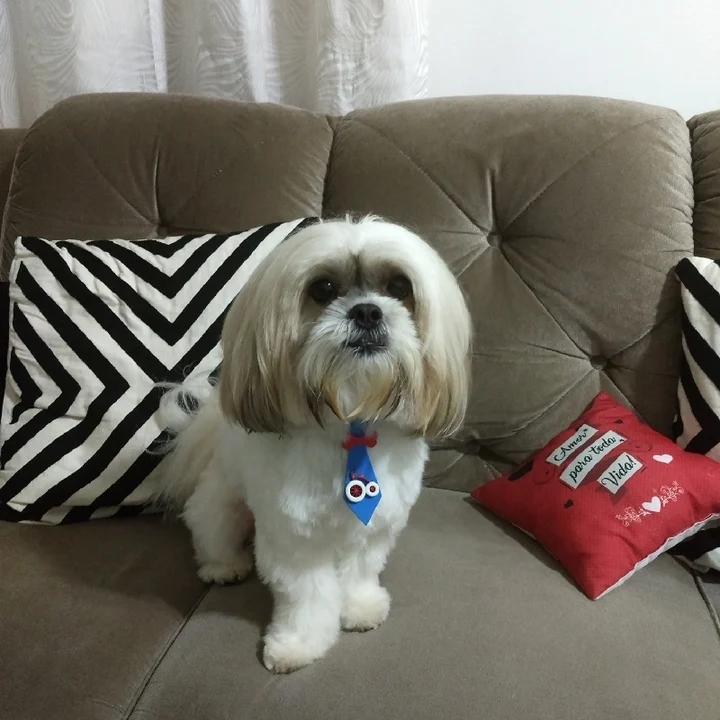 Lhasa Apso - foto 7