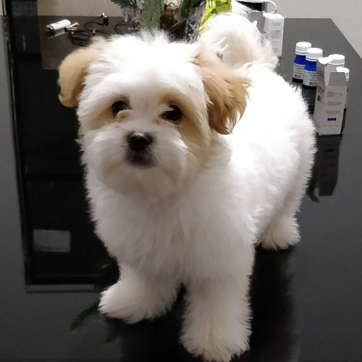 Lhasa Apso - foto 8