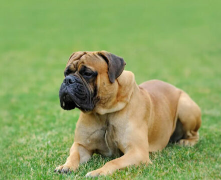 Mastiff - foto 1