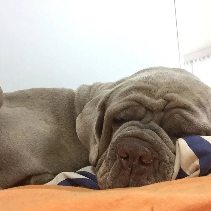Mastim Napolitano - foto 1