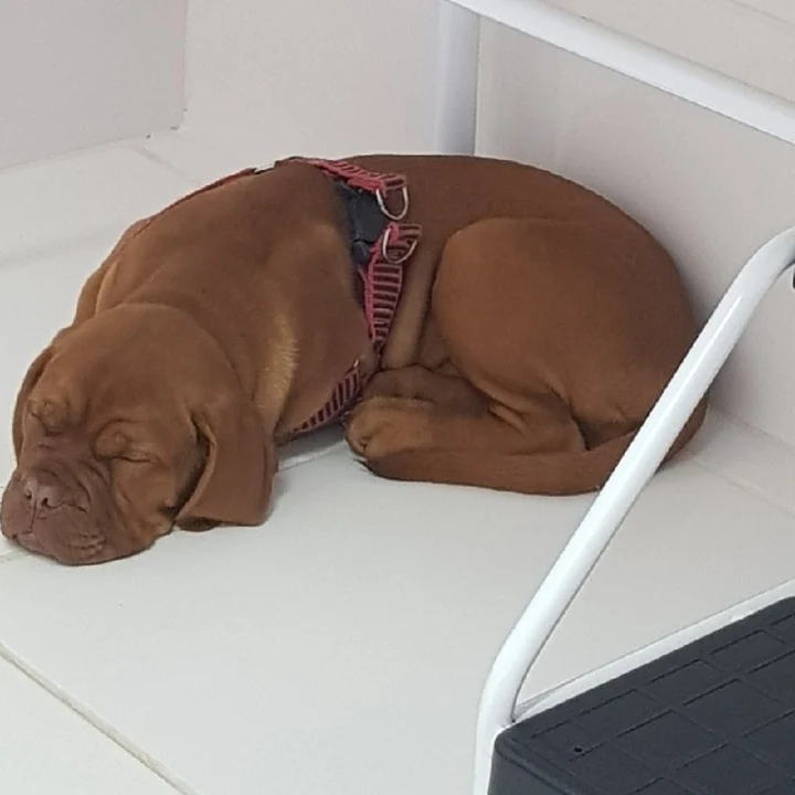 Mastim Napolitano - foto 2