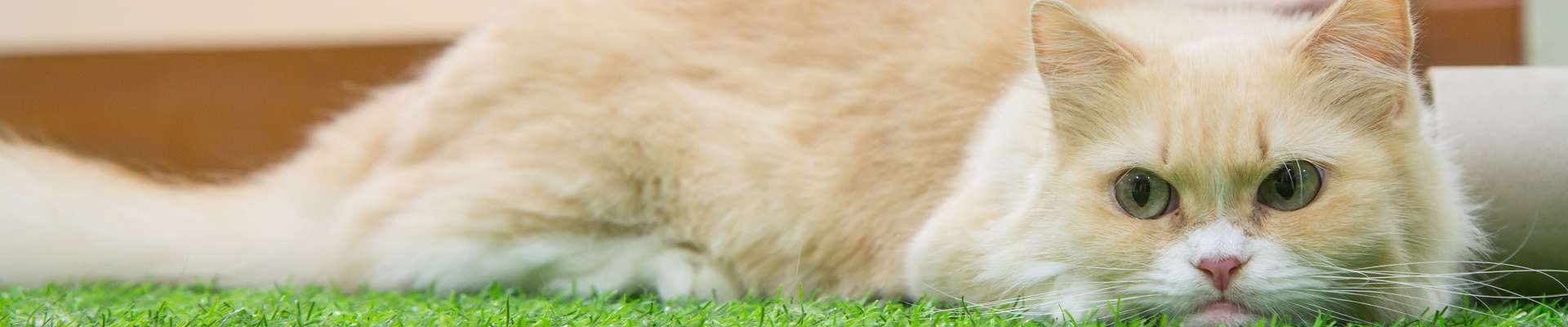 Munchkin: o gato anão que vai roubar seu coração (e suas prateleiras)