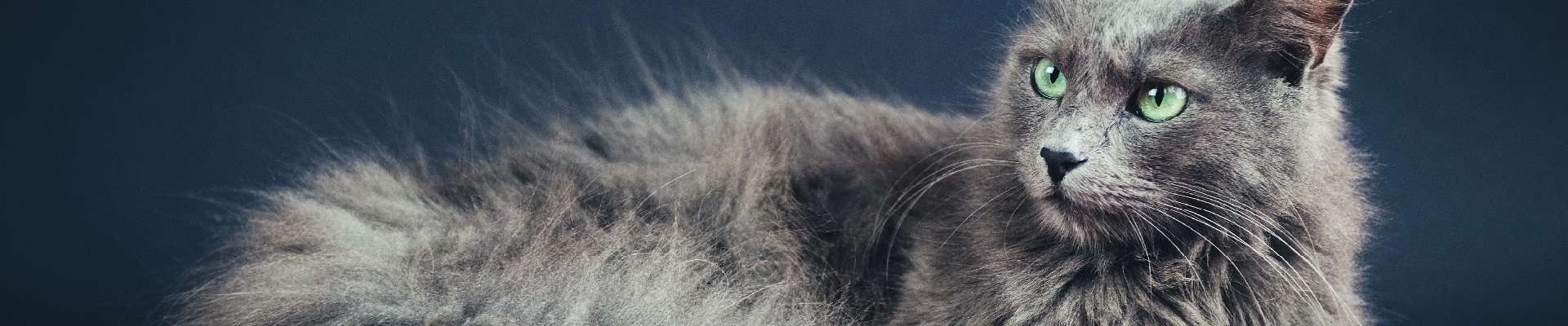 Nebelung: o gato névoa que rouba corações