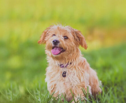 Norfolk Terrier - foto 1