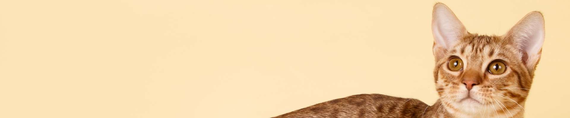Ocicat: o gato que parece selvagem, mas é puro dengo