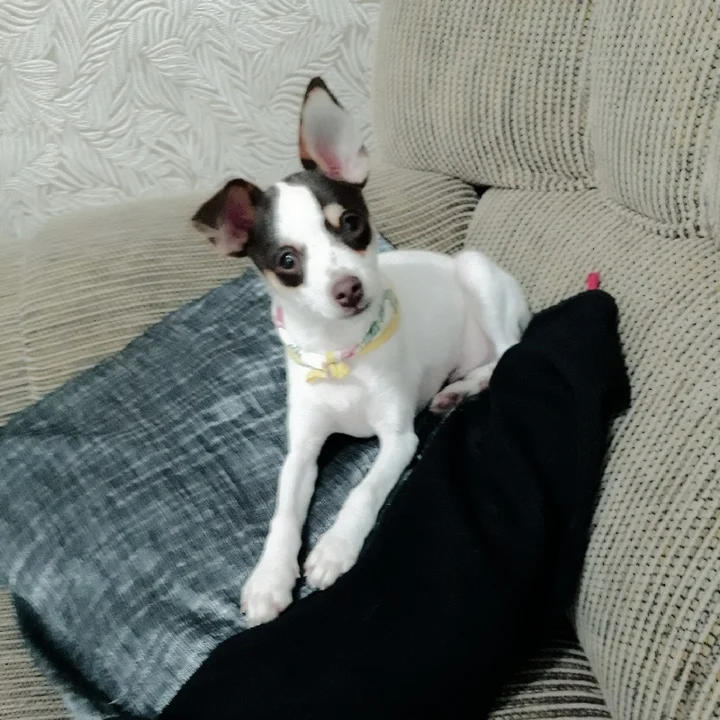 Pinscher - foto 1