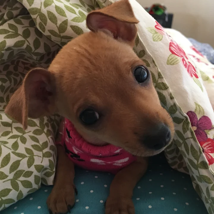 Pinscher - foto 2