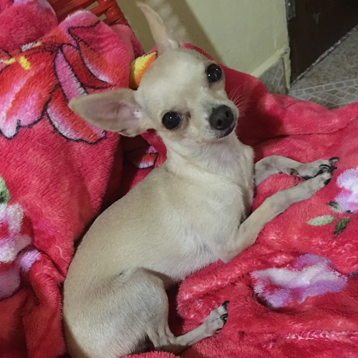 Pinscher - foto 3