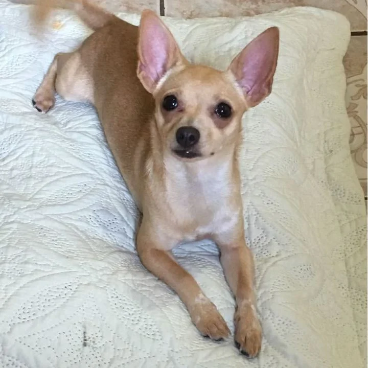 Pinscher - foto 4