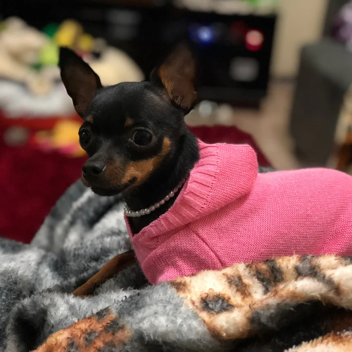 Pinscher - foto 5
