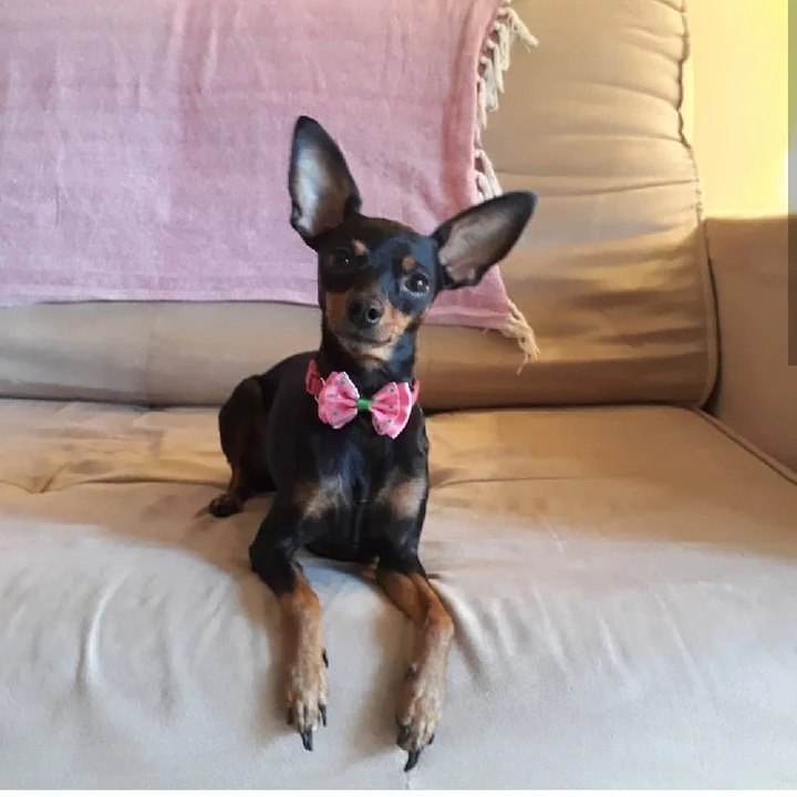 Pinscher - foto 6