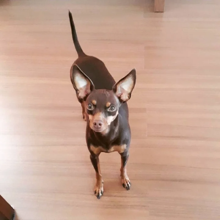 Pinscher - foto 7