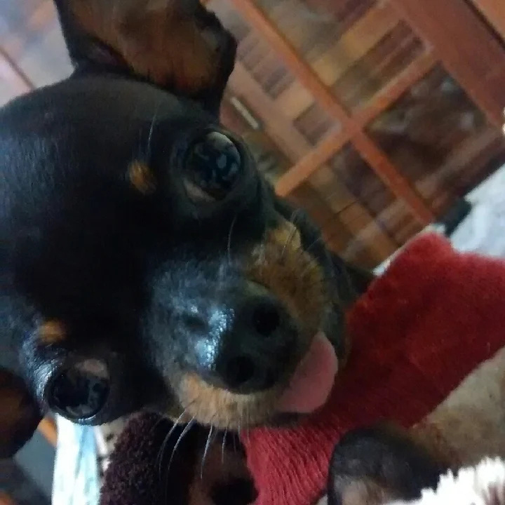 Pinscher - foto 8