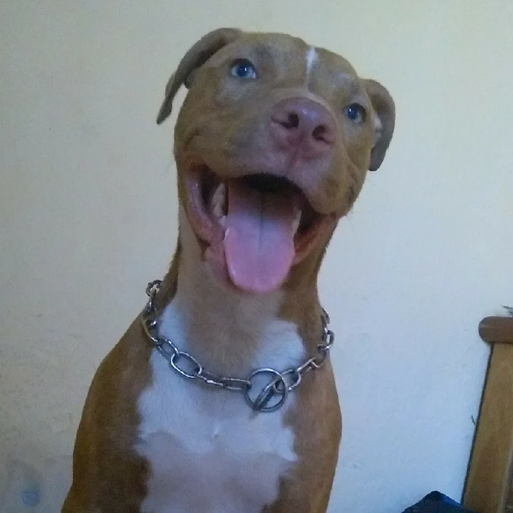 Pitbull - foto 1