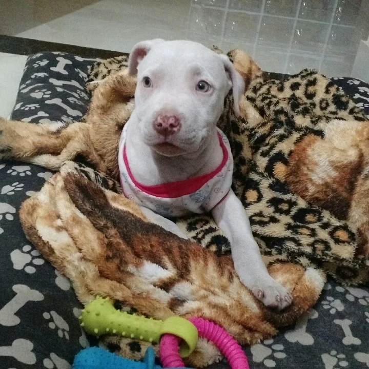 Pitbull - foto 2