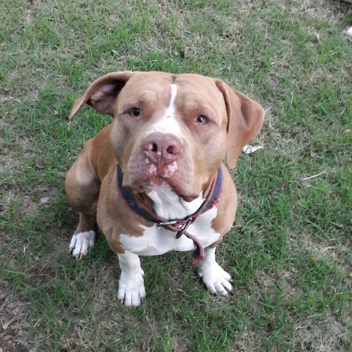 Pitbull - foto 3