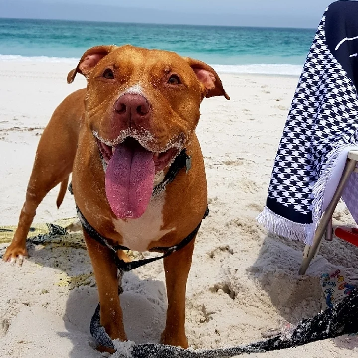 Pitbull - foto 4