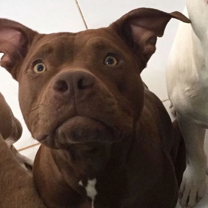 Pitbull - foto 5