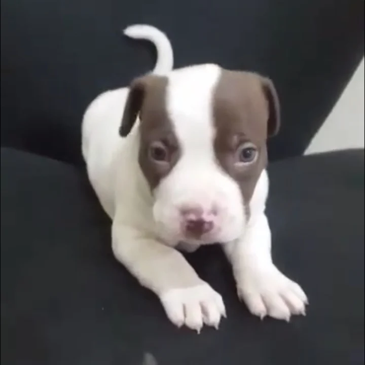 Pitbull - foto 6