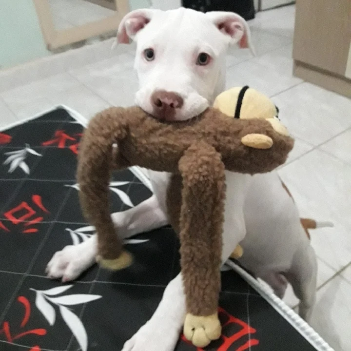 Pitbull - foto 7