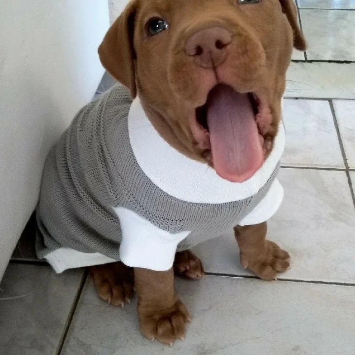 Pitbull - foto 8