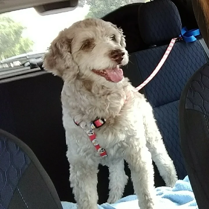 Poodle - foto 1