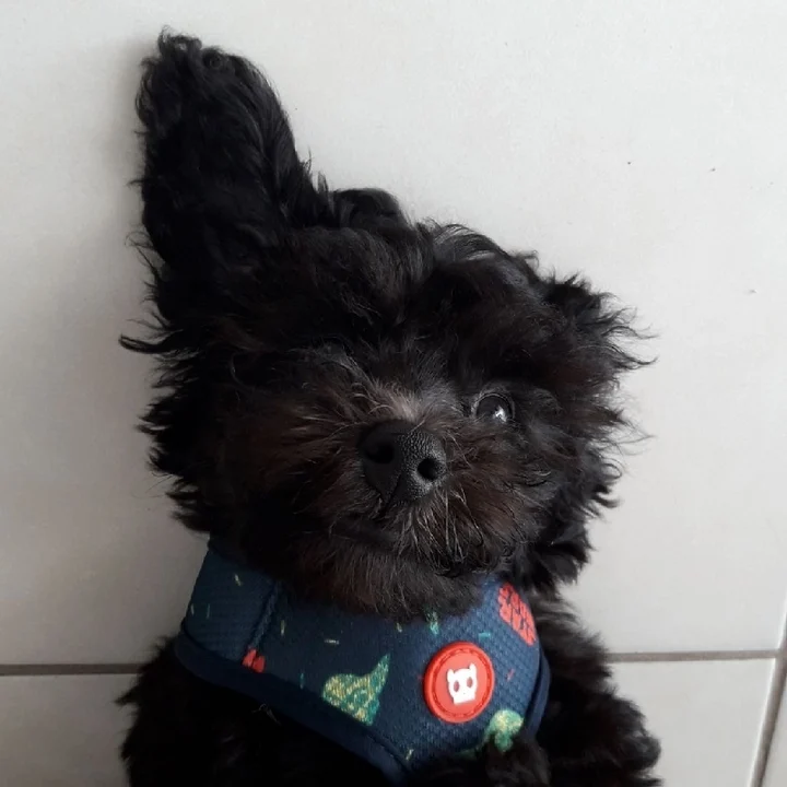 Poodle - foto 2