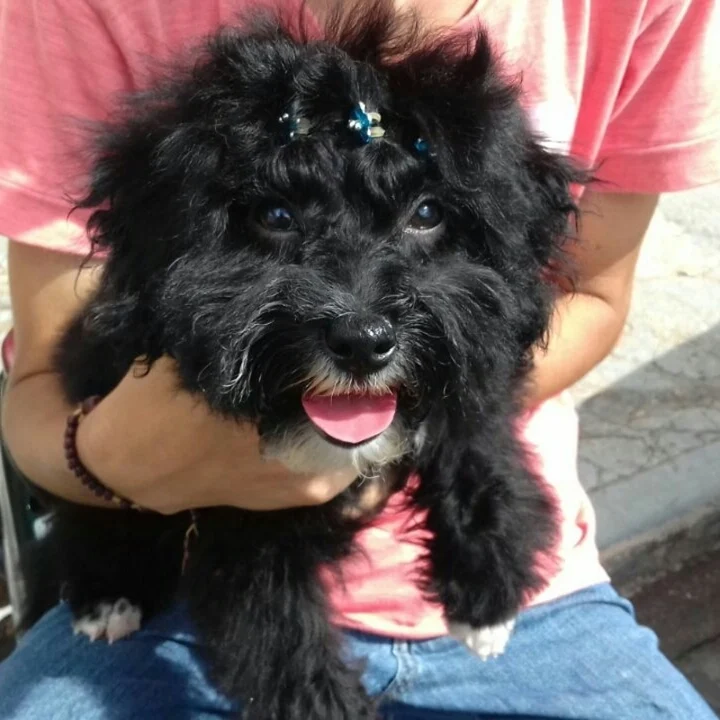 Poodle - foto 4