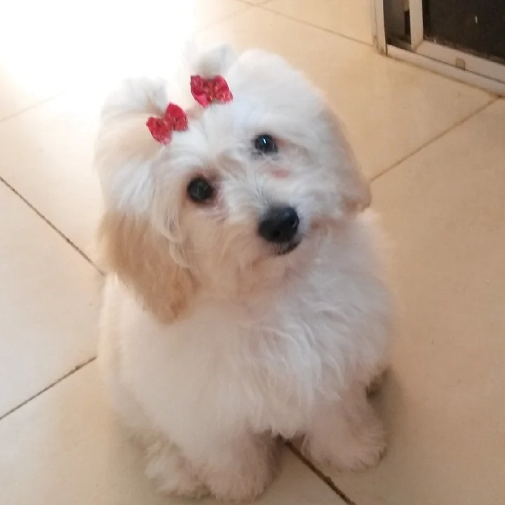 Poodle - foto 5