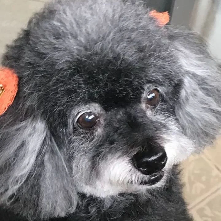 Poodle - foto 6