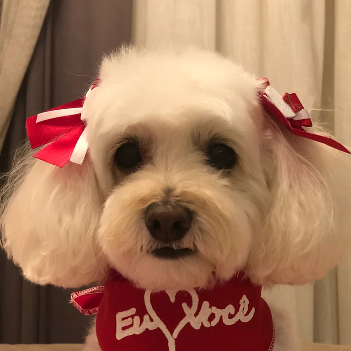 Poodle - foto 7