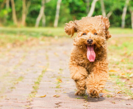 Poodle - foto 8