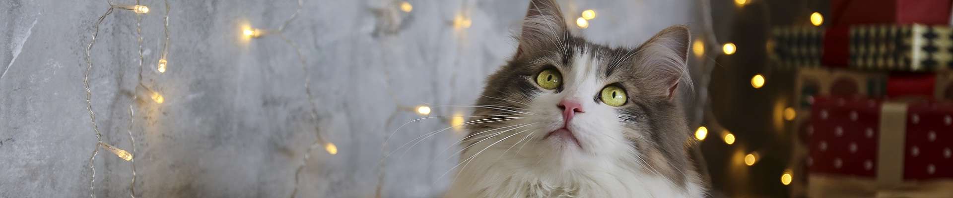 Ragamuffin: o gato que derrete até o coração mais duro