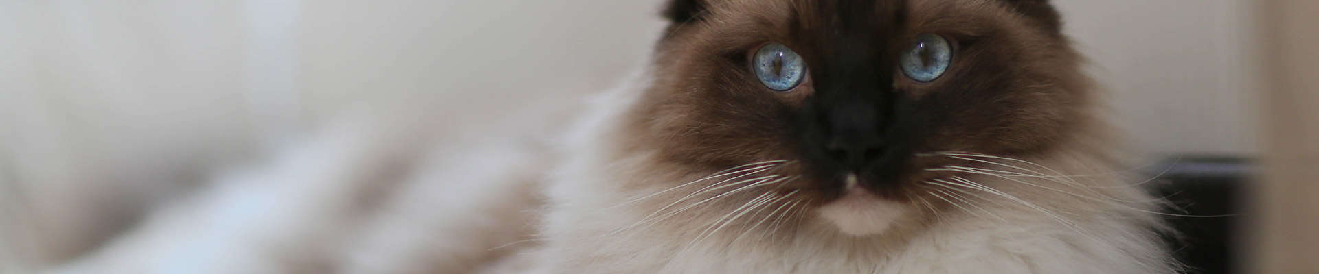 Ragdoll: o gato que age como cachorro e derrete corações
