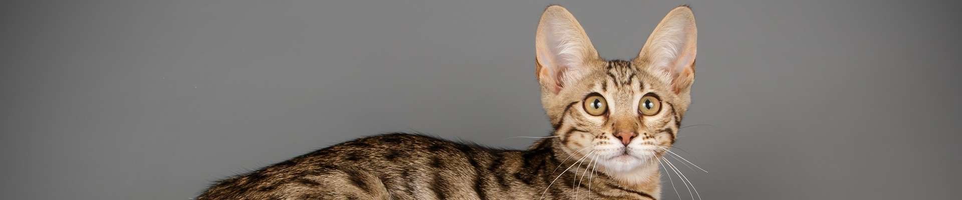 Savannah: o felino que parece uma obra de arte viva