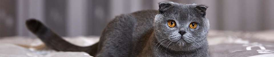 Scottish Fold: O guia completo que você merece ler