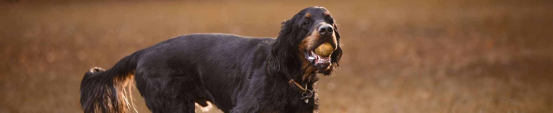 Setter Gordon: O nobre caçador escocês que conquista seu lar
