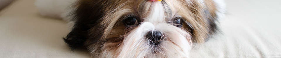 Shih Tzu: o pequeno leão que conquistou o mundo