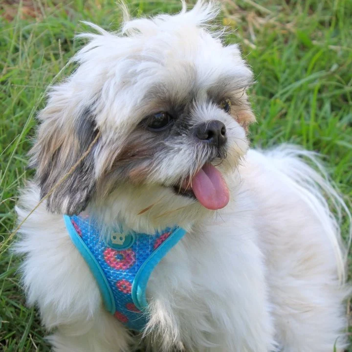 Shih Tzu - foto 1