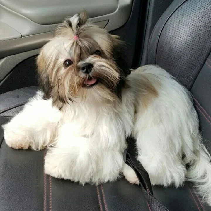 Shih Tzu - foto 2