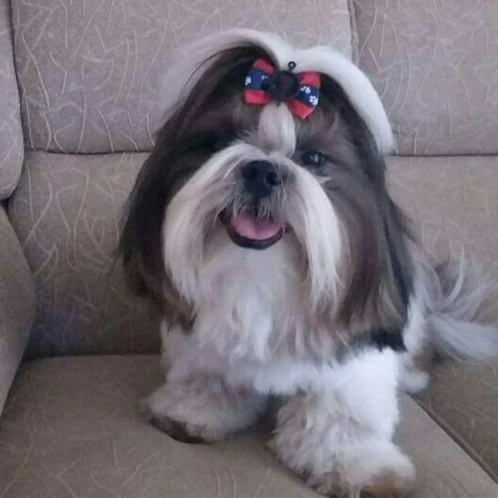 Shih Tzu - foto 3