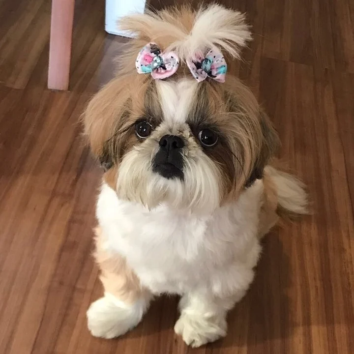 Shih Tzu - foto 4
