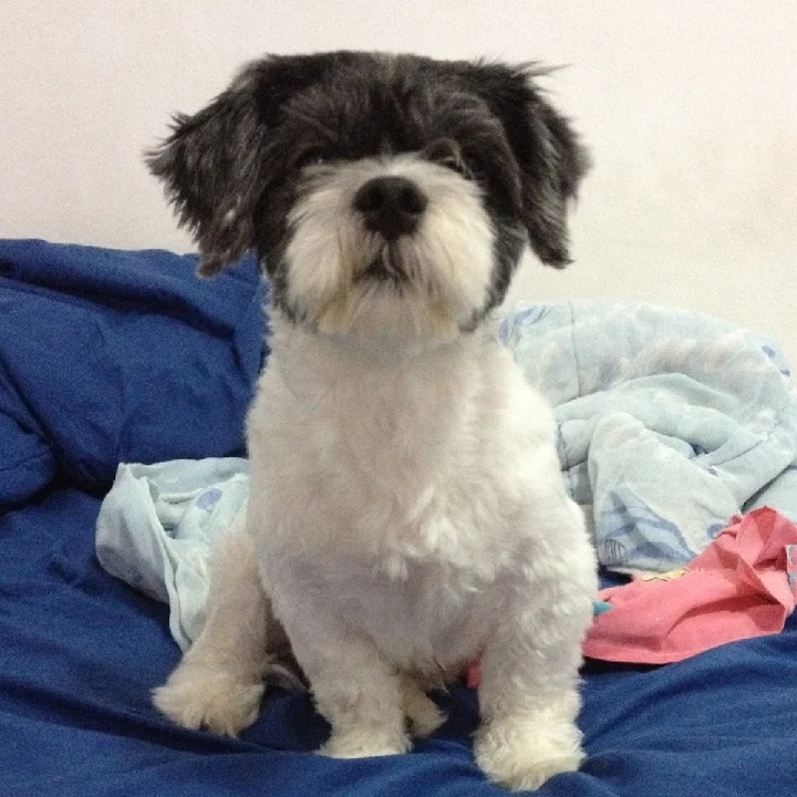 Shih Tzu - foto 5