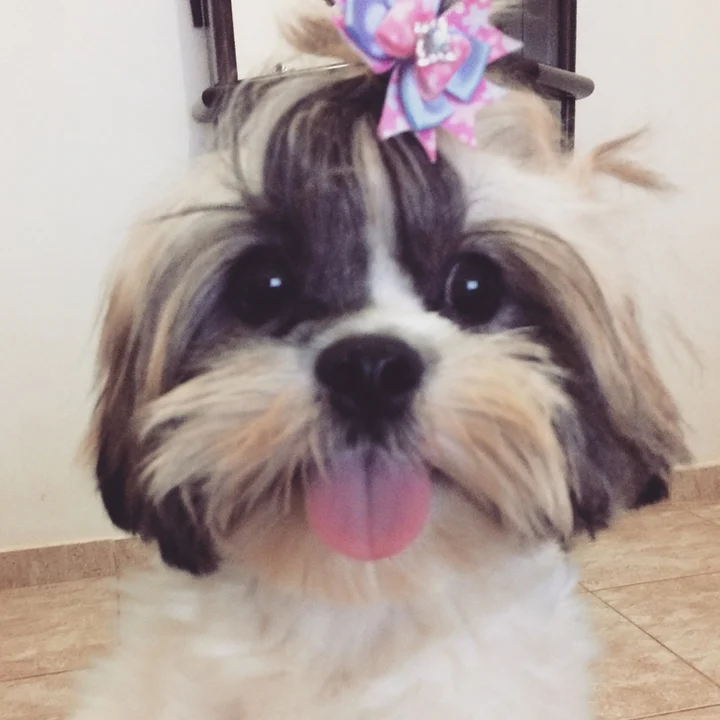 Shih Tzu - foto 6