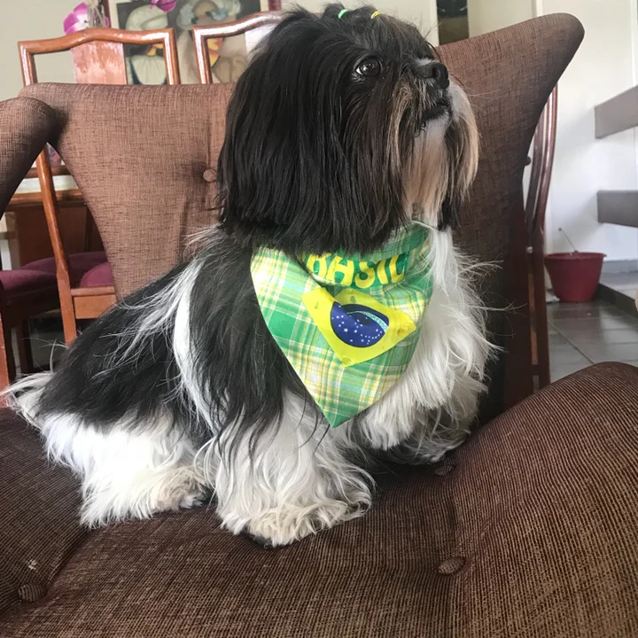 Shih Tzu - foto 7