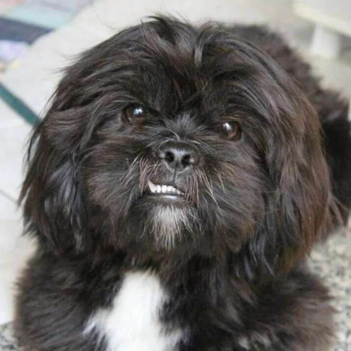 Shih Tzu - foto 8