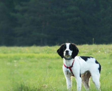 Spaniel Bretão - foto 1